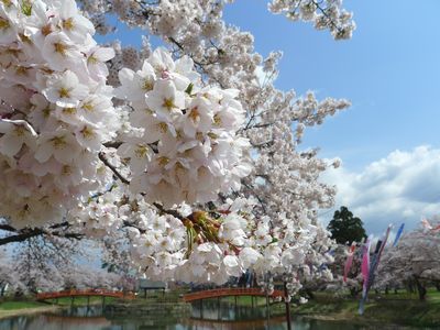 梨木公園.jpg