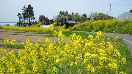 墓の廻りに結構咲いてません？.jpg