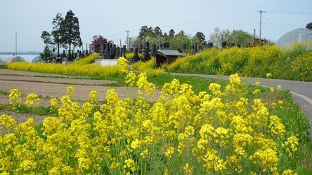 墓の廻りに結構咲いてません？.jpg