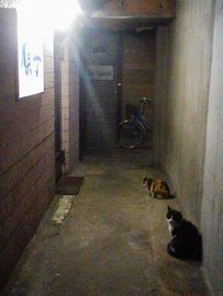 千鳥足.jpg