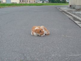 フテニャン.jpg
