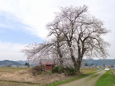 桜を撮るのは難しい.jpg