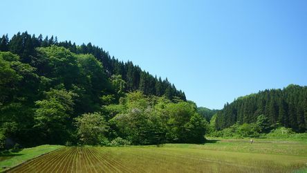 田植え終わりました.jpg